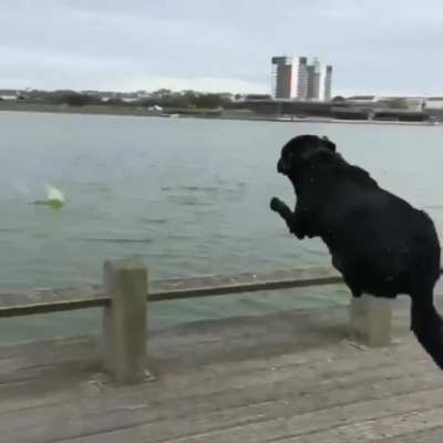 This dog ain't having no puppies