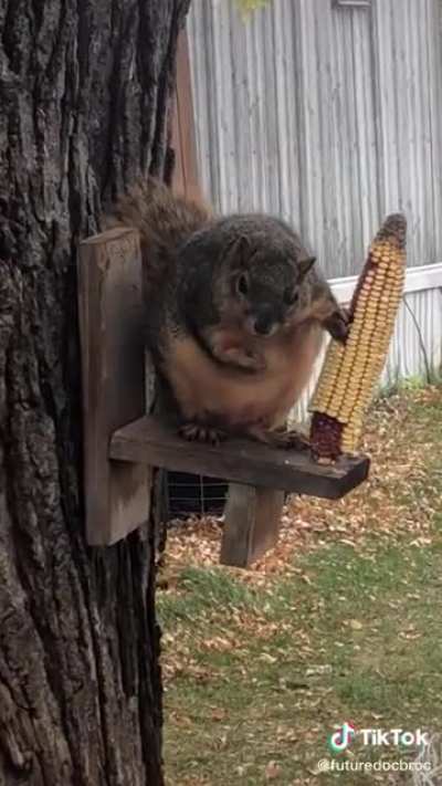 This squirrel