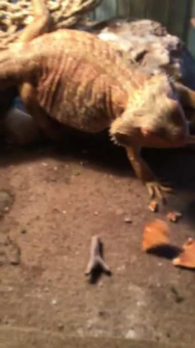 Lizard feeding time