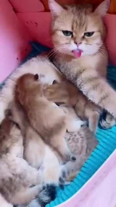 LiTtlE moNstErS Suck THe life oUt oF An INNoCeNt CAt.