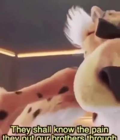 wholesome chester