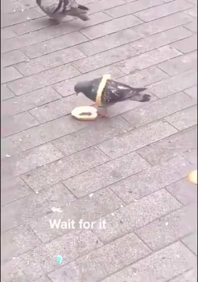 Pomba esperta
