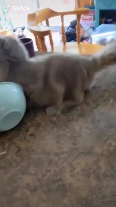 Cat doing cat things