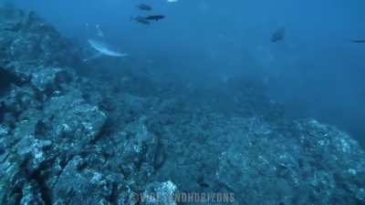 Silvertip Shark