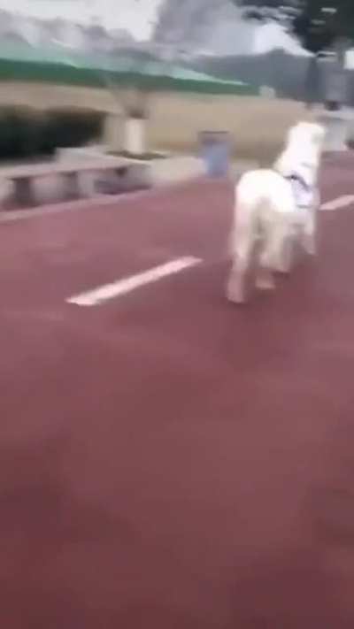 Разьездились тут