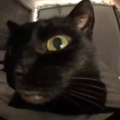 Stupid fucking cat Ft: Spunchbob
