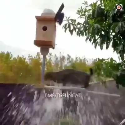 Cat trap