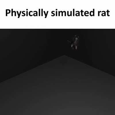 physically simulated rat