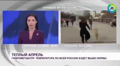 A dog stealing a microphone during a live shot