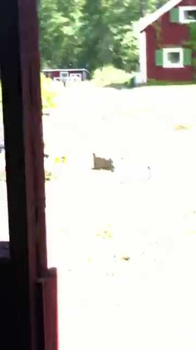 Horse caught stealing hay