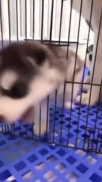 Everything is scary when you’re a tiny puppy