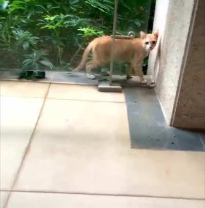Meowgic