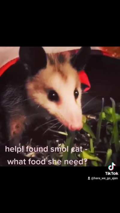 Weirdest fucking cat I've ever seen.
