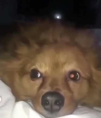 Bork