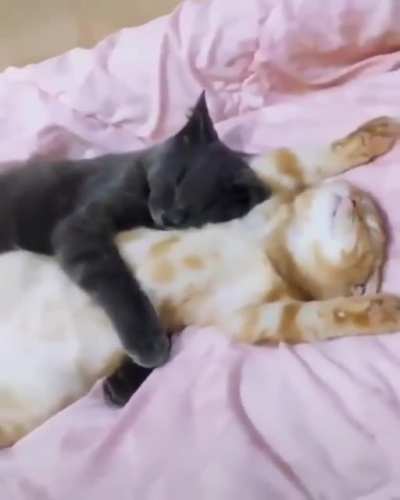 Cuddle buddies