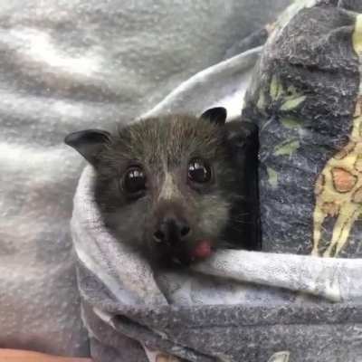 Little sky puppy eating strawberry