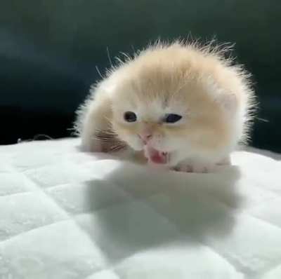 Insanely smol boii