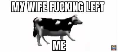 Cow vibe