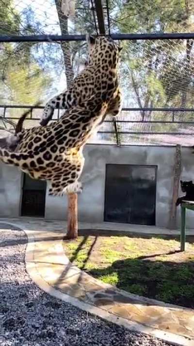 Environmental enrichment