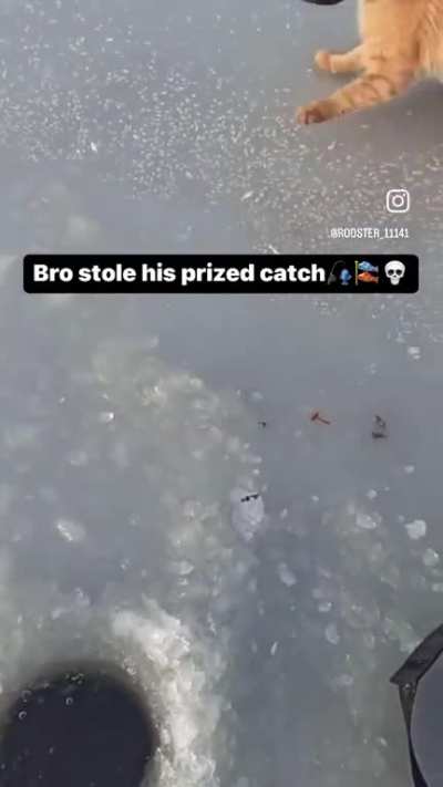Not the catch of the day‼️🐈🐟🏴‍☠️😳