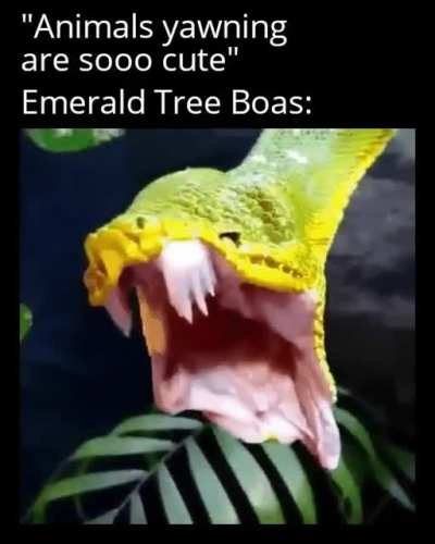 This snake just went full-on Predator. That jaw can open