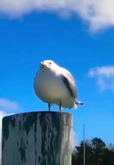 SEAGUUULLLL!!!!!