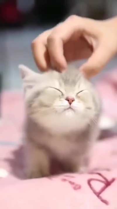 Best baby animals compilation ive seen on the internet
