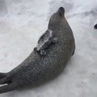 slap