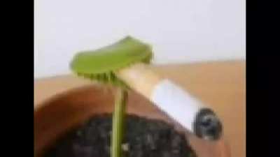 flytrap rule