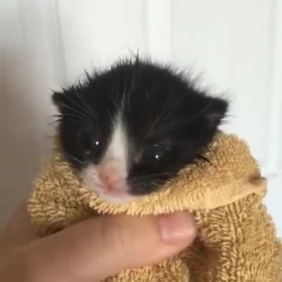 The biggest eyes give the smallest mews