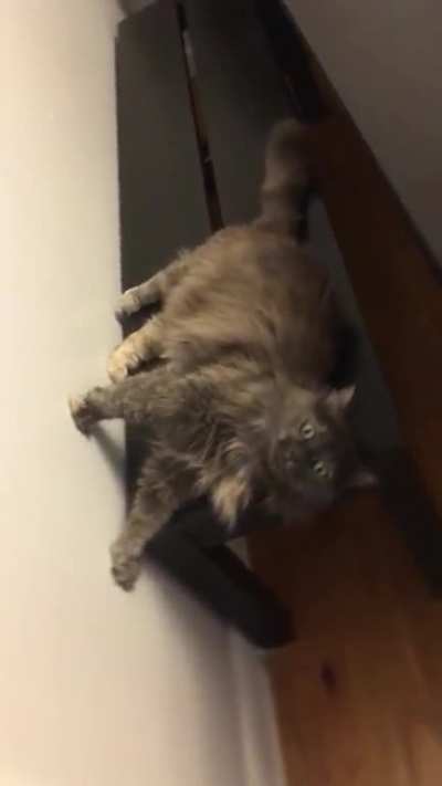 My cat’s sense of direction seems off