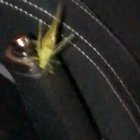 locust flying
