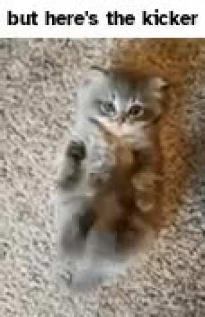 gato