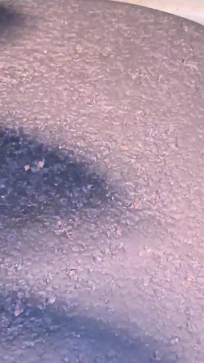 Springtails ?