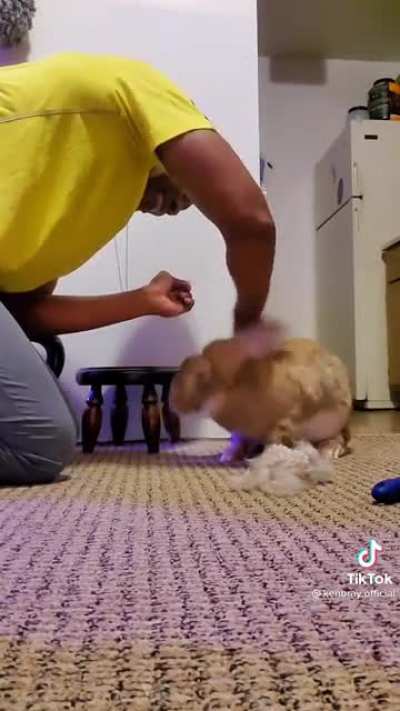 Brushing your rabbit