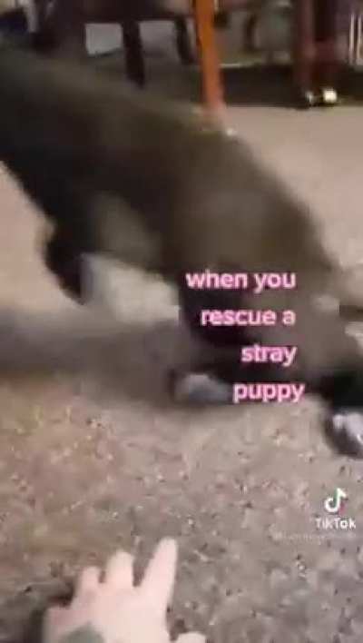 Stray puppy's are best