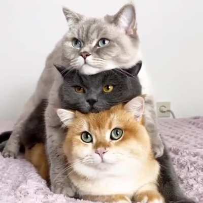 Cuddle stacking kitty’s