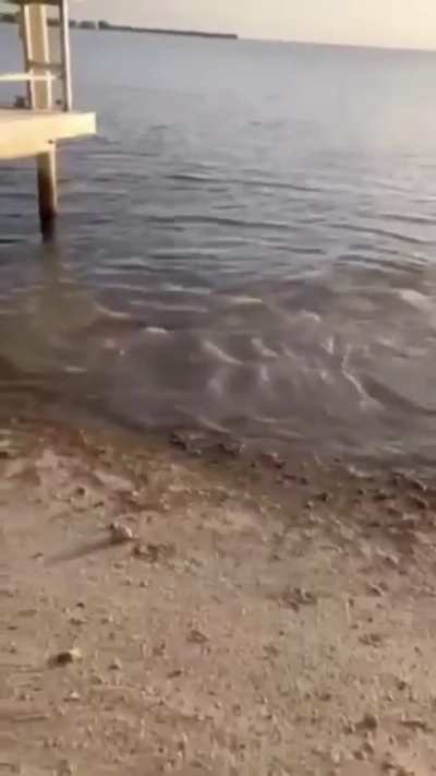Oh, I didn't know they can do this!