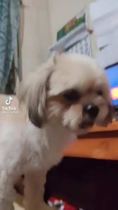 Checking your dog’s mouth