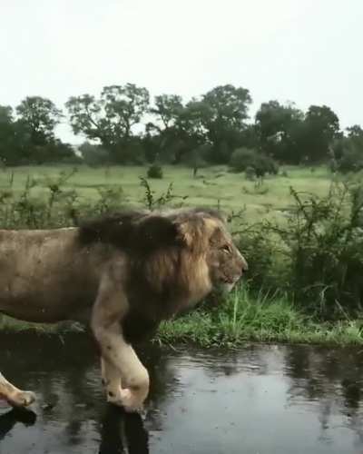 Lion enjoying the rain