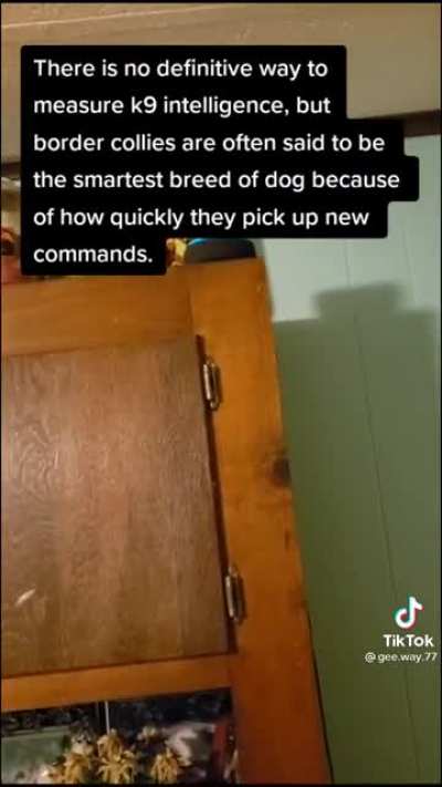Alexa, what's the smartest breed of dog?