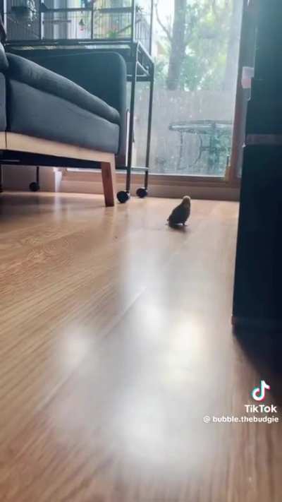 Bubble was never into his ball before. This was his first love