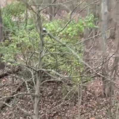 This poor deer probably thinks he committed a crime