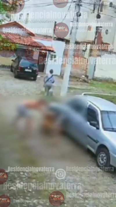 VIDEO: Pitbull neutralized after attacking dog in Rio de Janeiro (Valença Brazil September 17, 2025)
