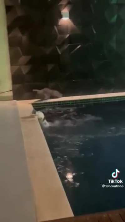 Sploosh Bonk - @tohcoutinho on tiktok