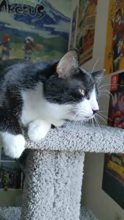 He sees the birbs.
