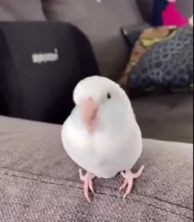 Wigglabit