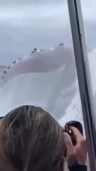 Humpback whale jumping out of water
