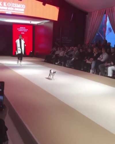 Model cat