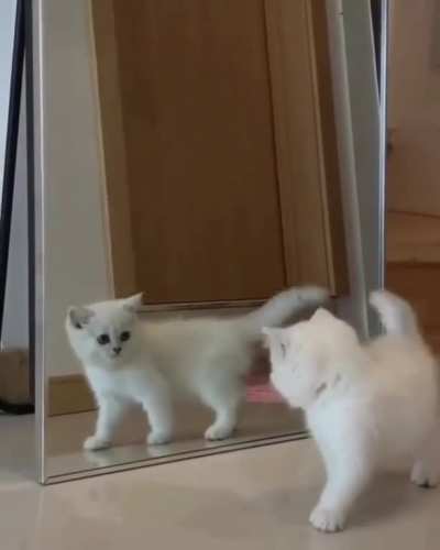 Double startled kitty